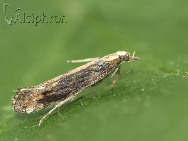 Plutella xylostella