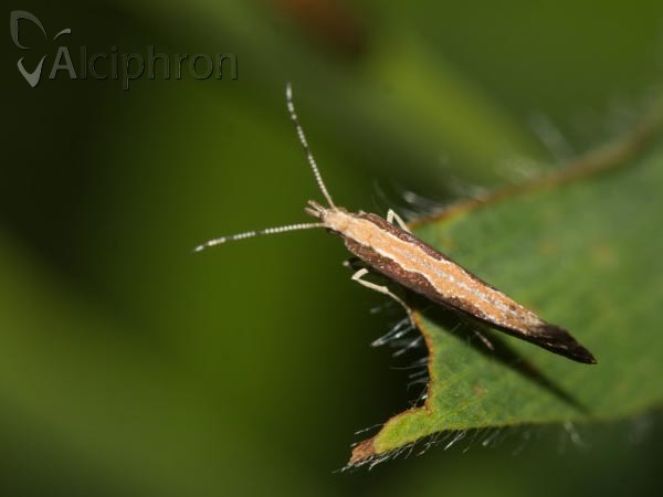Plutella xylostella