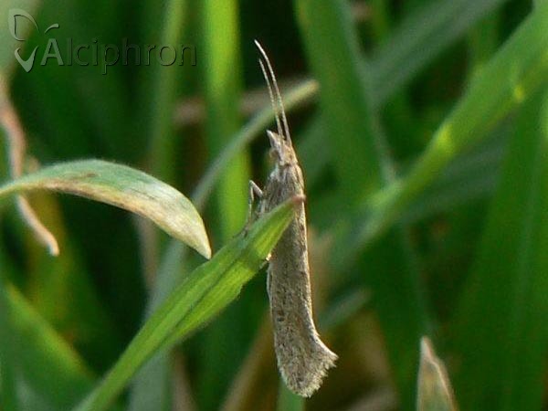 Plutella xylostella
