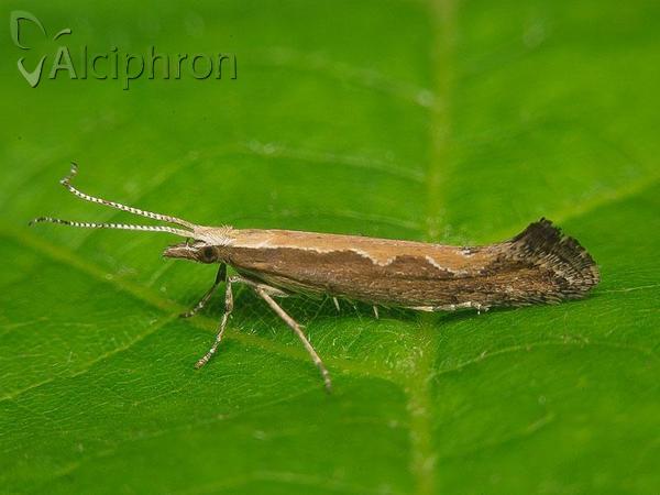 Plutella xylostella