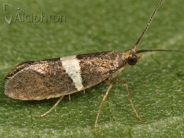 Eidophasia messingiella