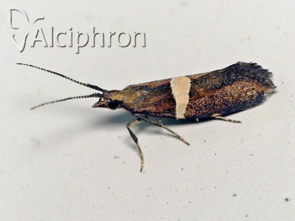 Eidophasia messingiella