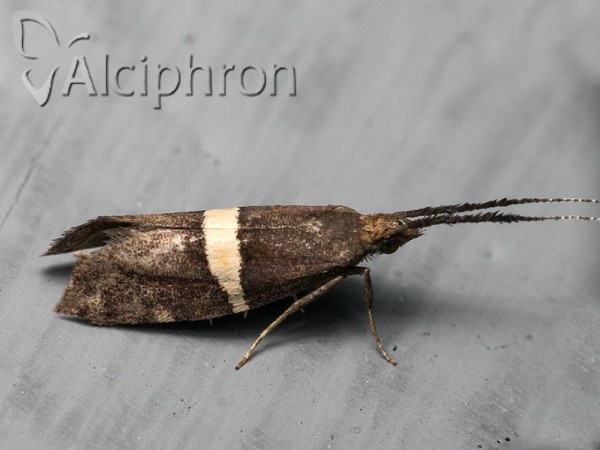 Eidophasia messingiella