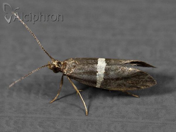 Eidophasia messingiella