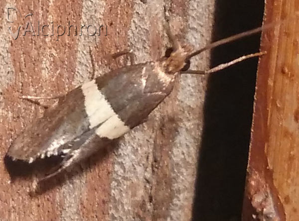 Eidophasia messingiella