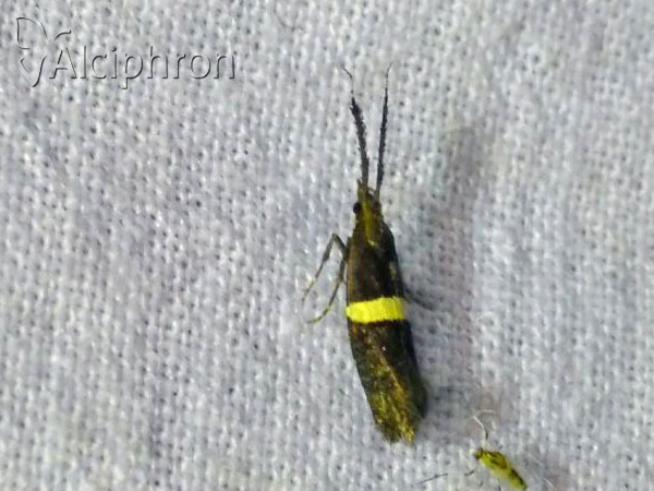Eidophasia messingiella