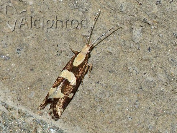 Eidophasia zukowskyi
