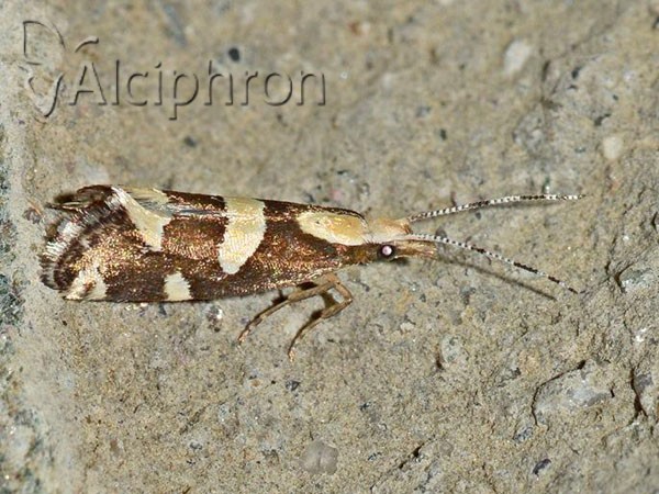 Eidophasia zukowskyi