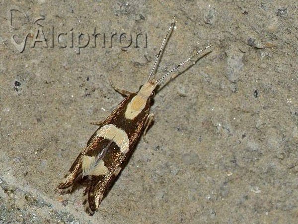 Eidophasia zukowskyi