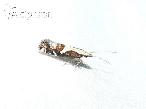 Eidophasia syenitella