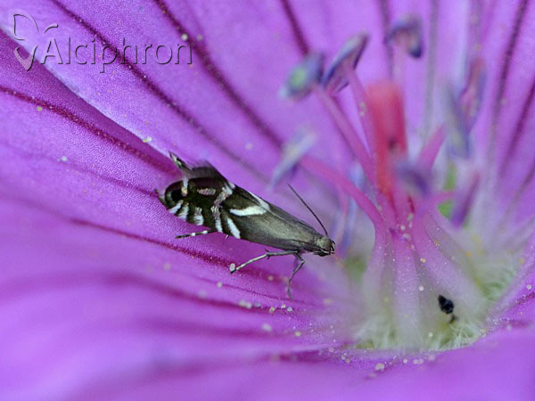 Glyphipterix simpliciella