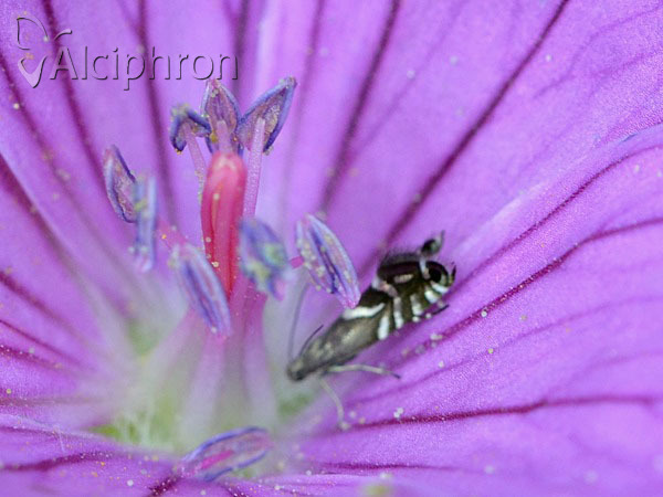 Glyphipterix simpliciella