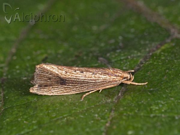 Orthotelia sparganella
