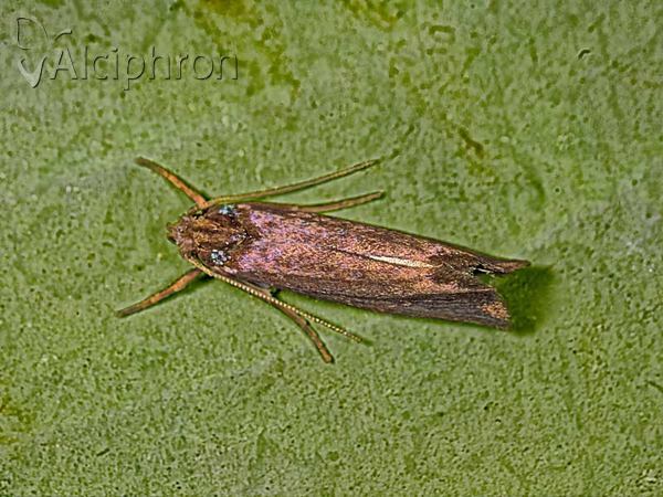 Orthotelia sparganella