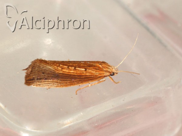 Orthotelia sparganella