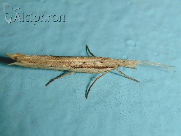 Ypsolopha mucronella
