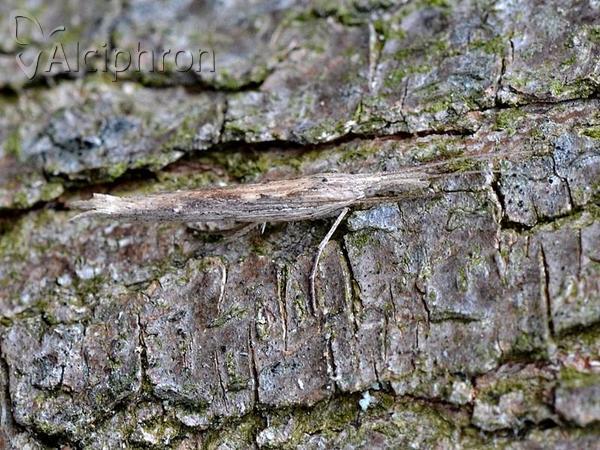 Ypsolopha mucronella