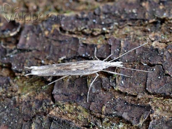 Ypsolopha mucronella