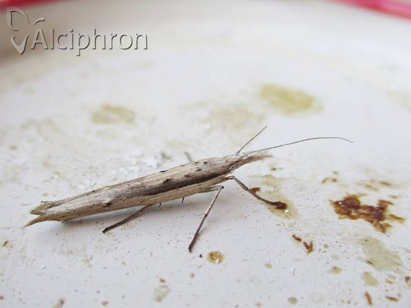 Ypsolopha mucronella