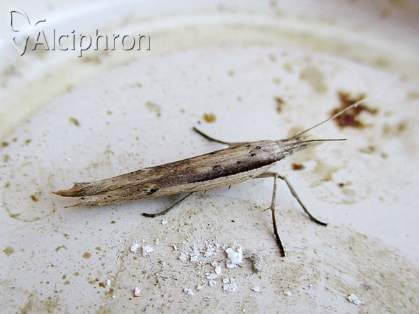 Ypsolopha mucronella
