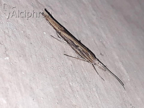 Ypsolopha mucronella