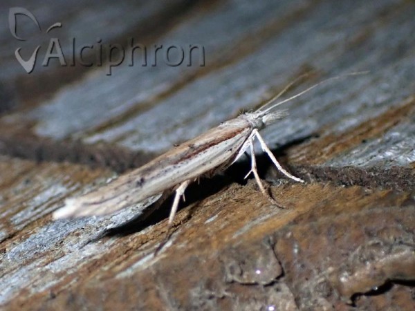 Ypsolopha mucronella