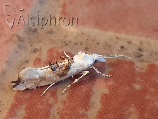 Ypsolopha asperella