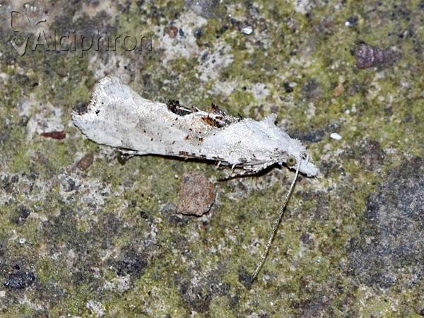 Ypsolopha asperella