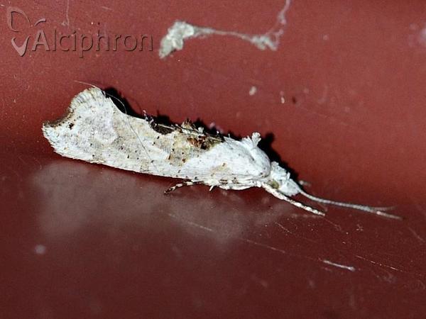 Ypsolopha asperella