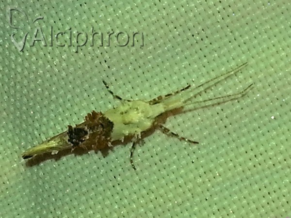 Ypsolopha asperella