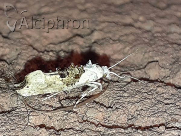 Ypsolopha asperella