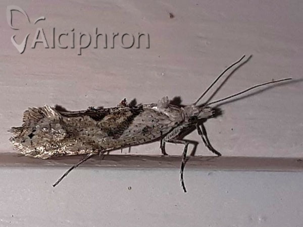 Ypsolopha asperella