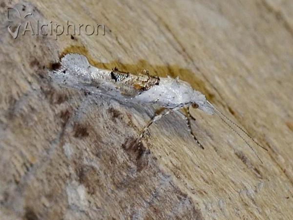 Ypsolopha asperella