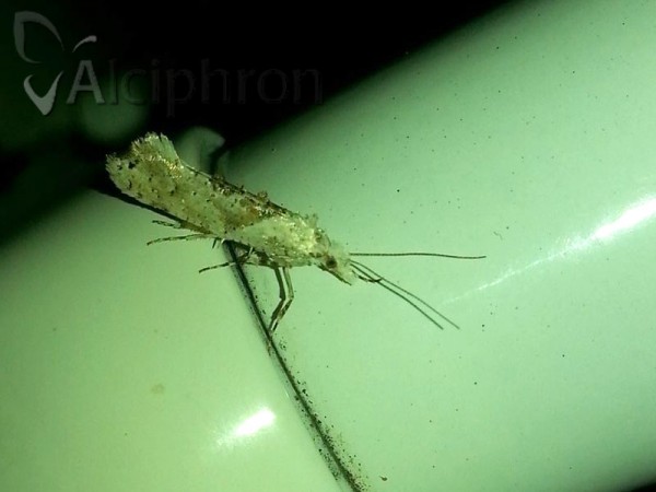 Ypsolopha asperella