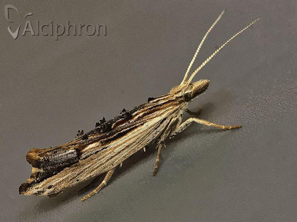 Ypsolopha scabrella