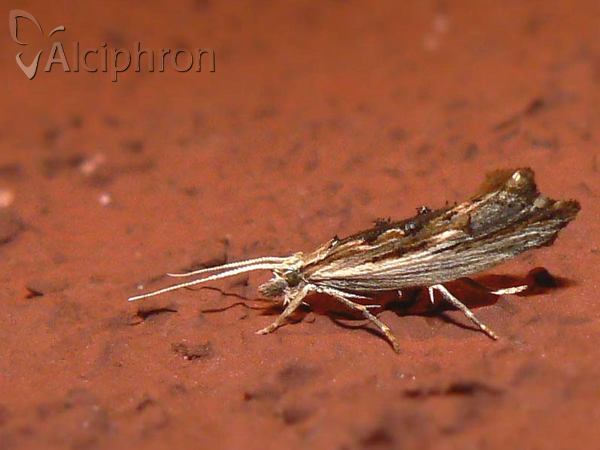 Ypsolopha scabrella