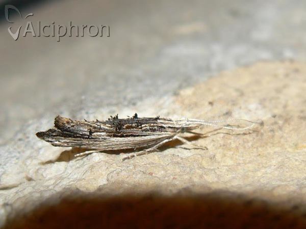 Ypsolopha scabrella