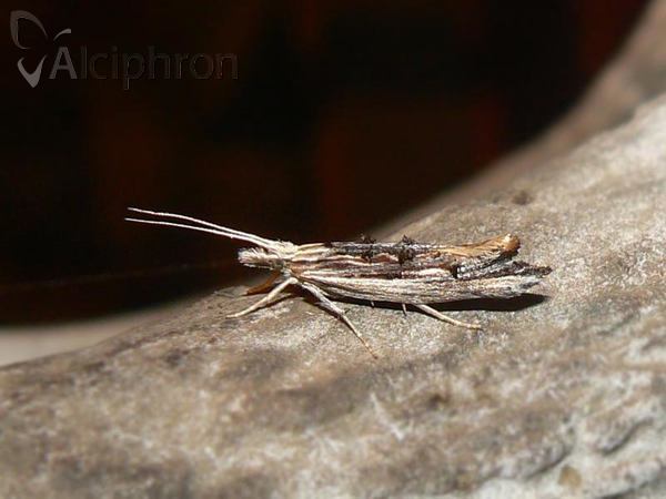 Ypsolopha scabrella