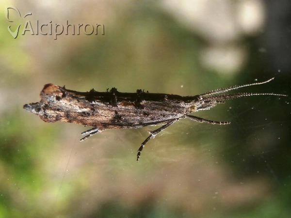 Ypsolopha scabrella