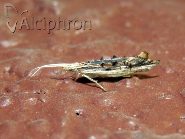 Ypsolopha scabrella