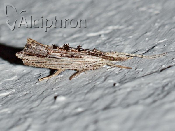 Ypsolopha scabrella