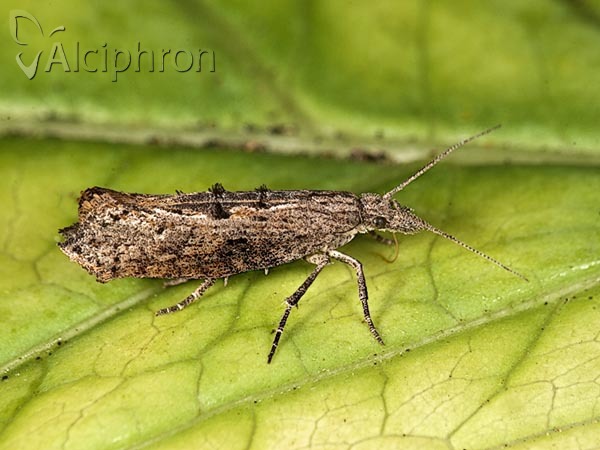 Ypsolopha horridella