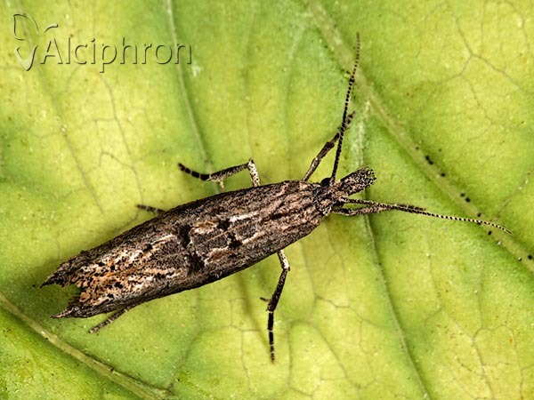 Ypsolopha horridella