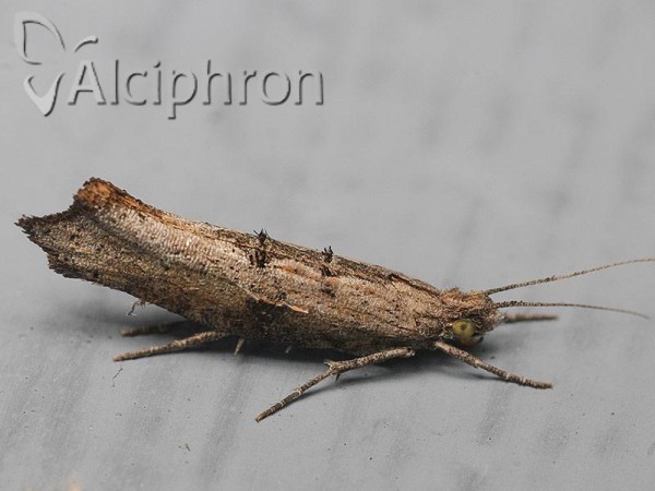 Ypsolopha horridella