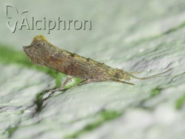 Ypsolopha horridella