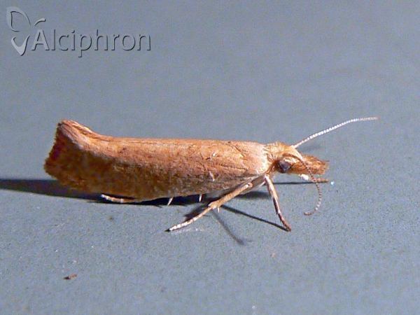 Ypsolopha alpella