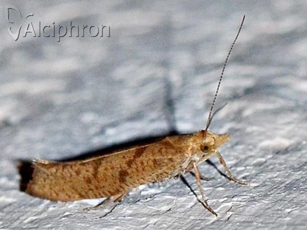 Ypsolopha sylvella