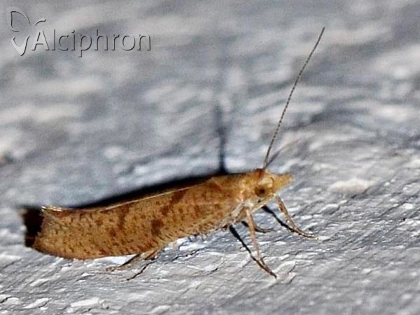 Ypsolopha sylvella