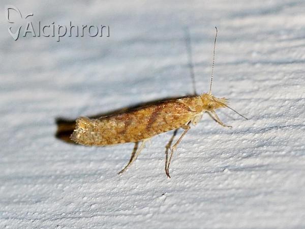 Ypsolopha sylvella
