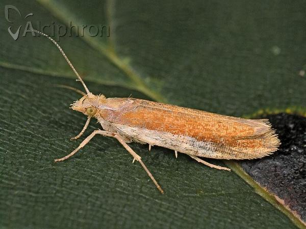 Ypsolopha parenthesella
